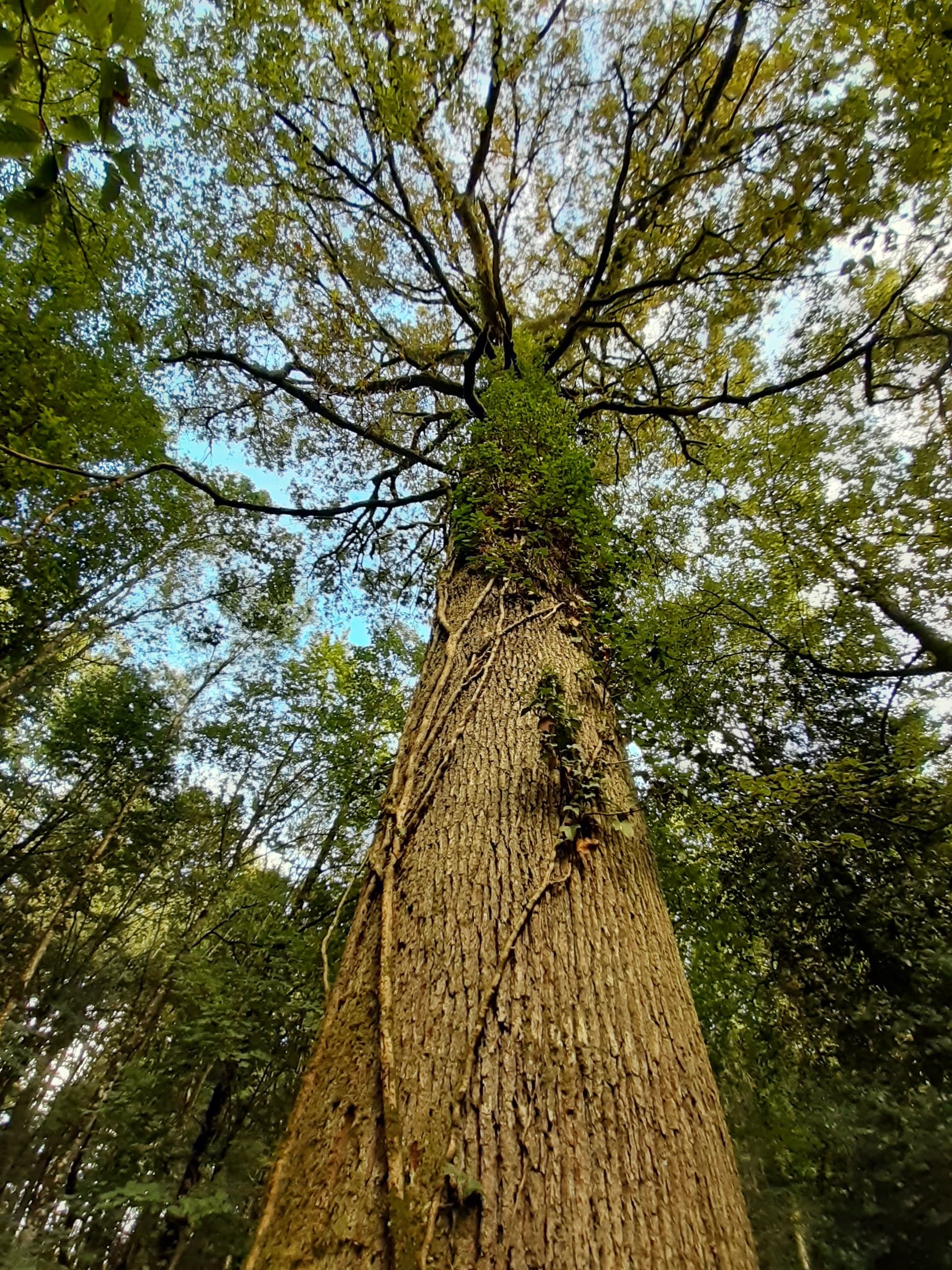 Chêne centenaire en forêt