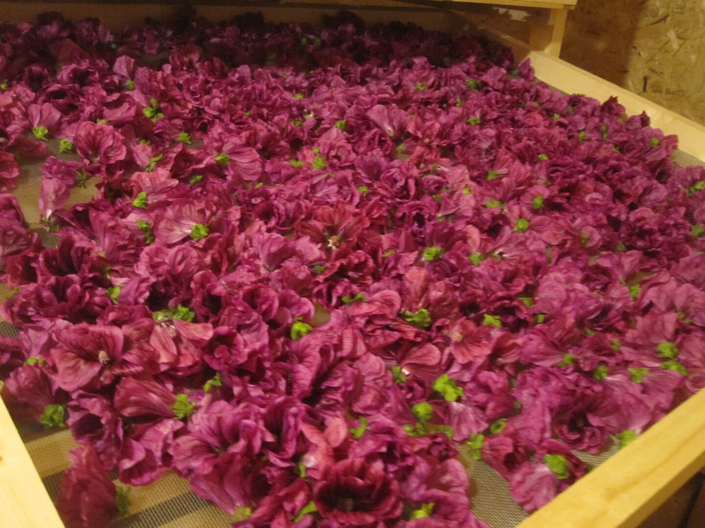2026 - La Margueritte étoilée - Paussac St Vivien (2)