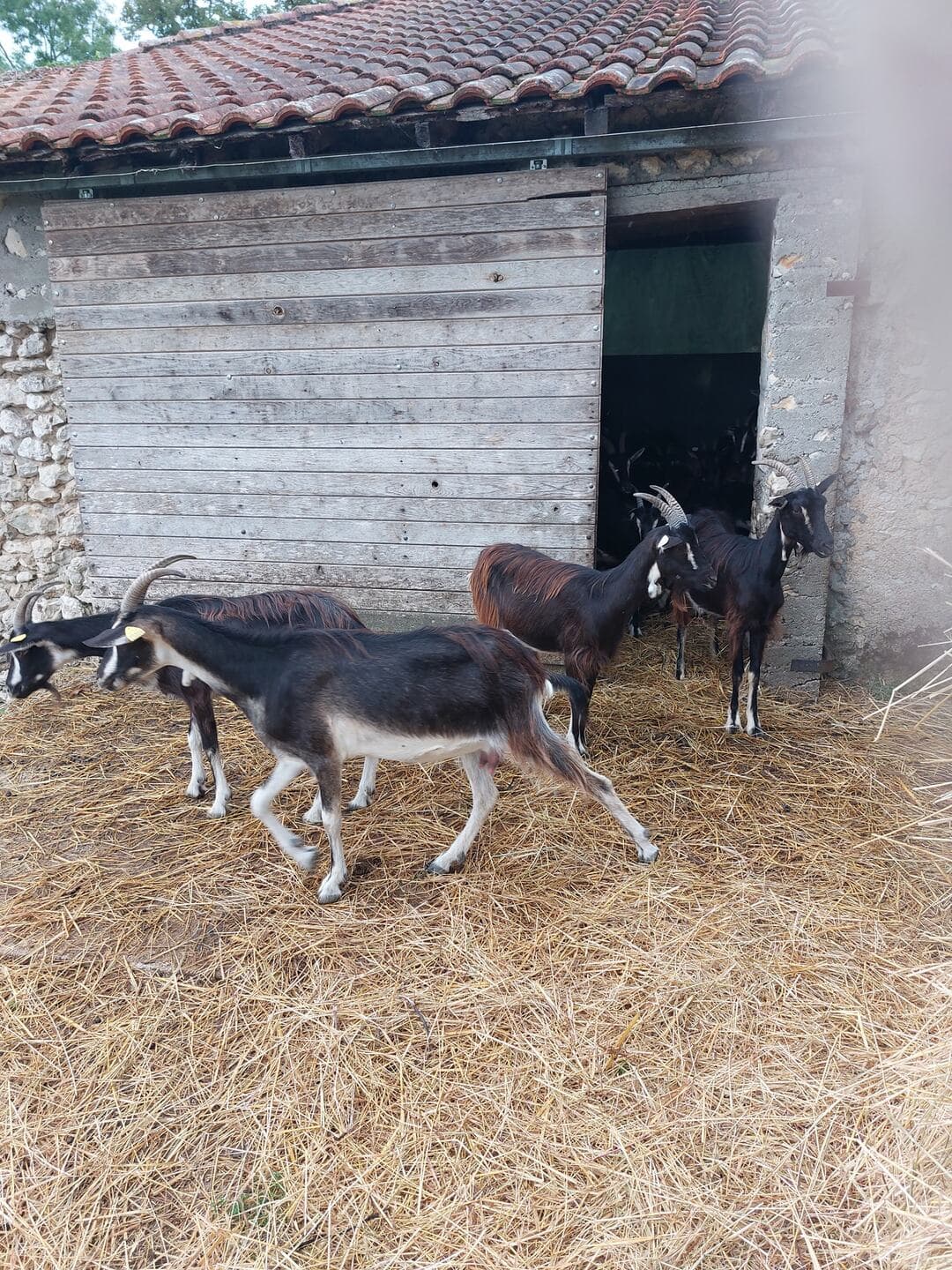 2026 La chèvre se savonne Douchapt (1)