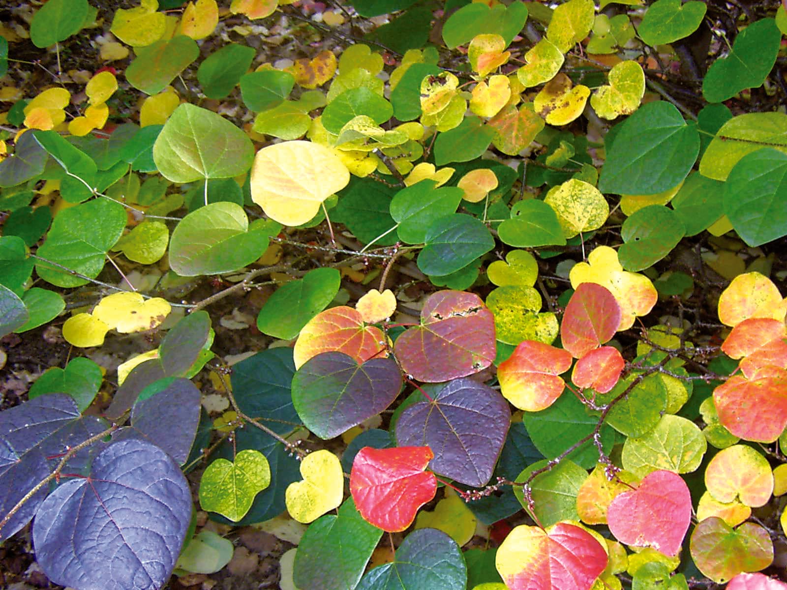 Journées des plantes d'automne_1
