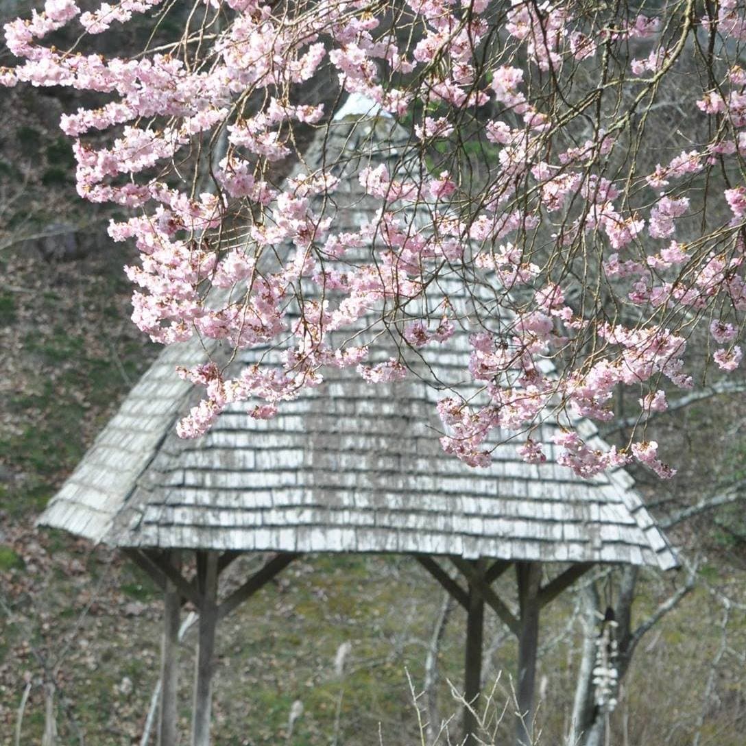Arboretum de la Sédelle_2