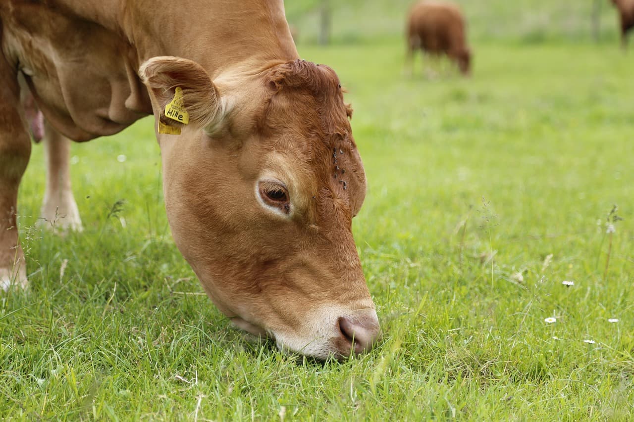 Boeuf limousin