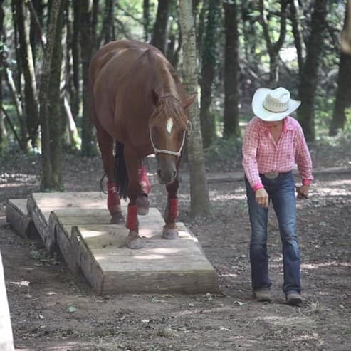 Mountain Trail en liberté "Equitation western comportementale"_1