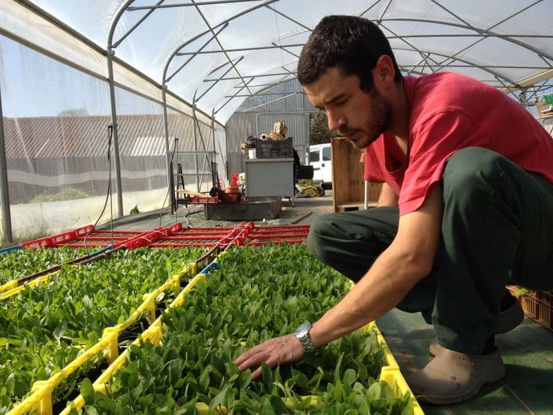 Les plants bio du "Jardin d'Albert"_1