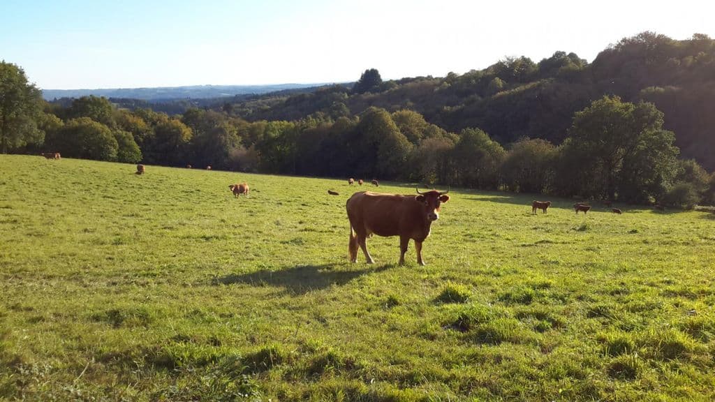 Le Compostelle