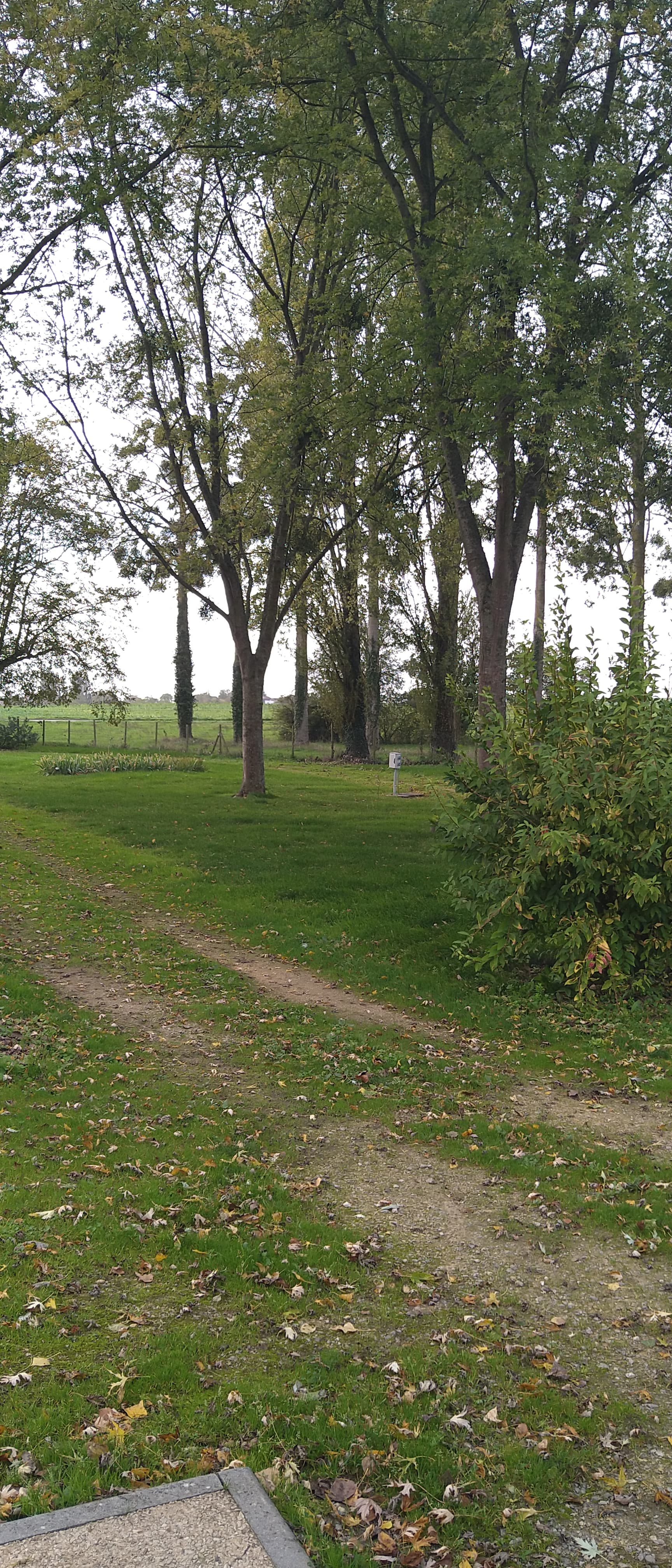 terrain arboré_2