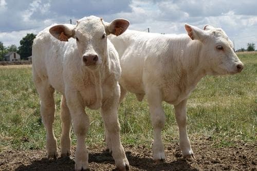 vaches_1