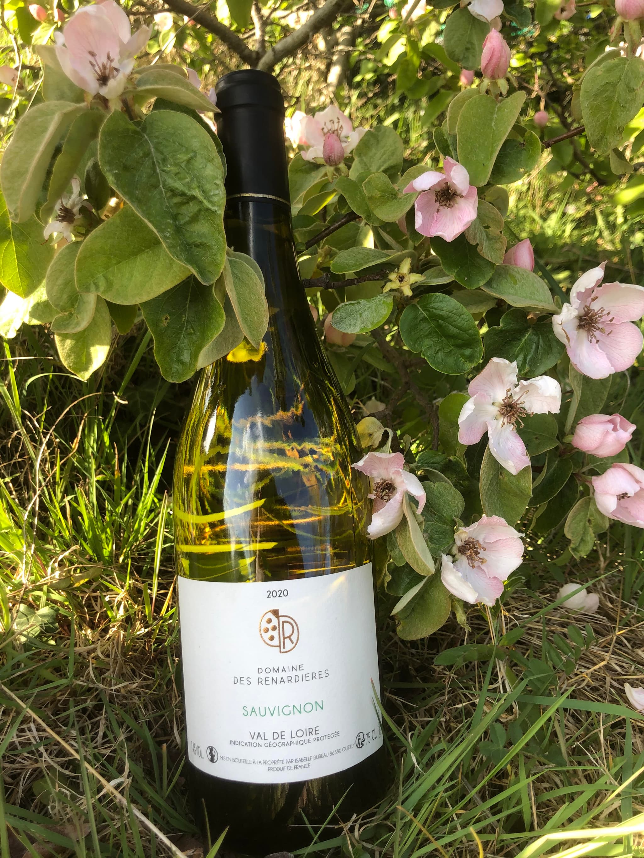 Sauvignon gris_3