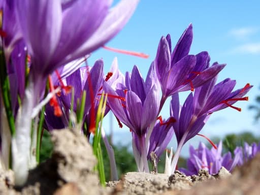 Les Safranières de la Fleur d'Or_1