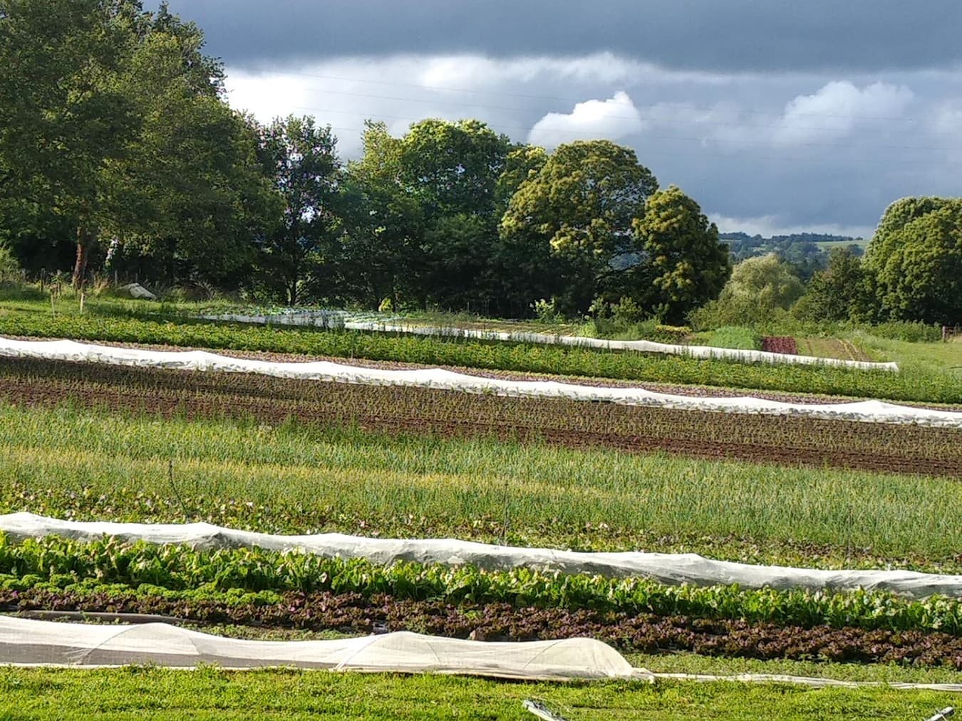 Les jardins d'Hélène Champ