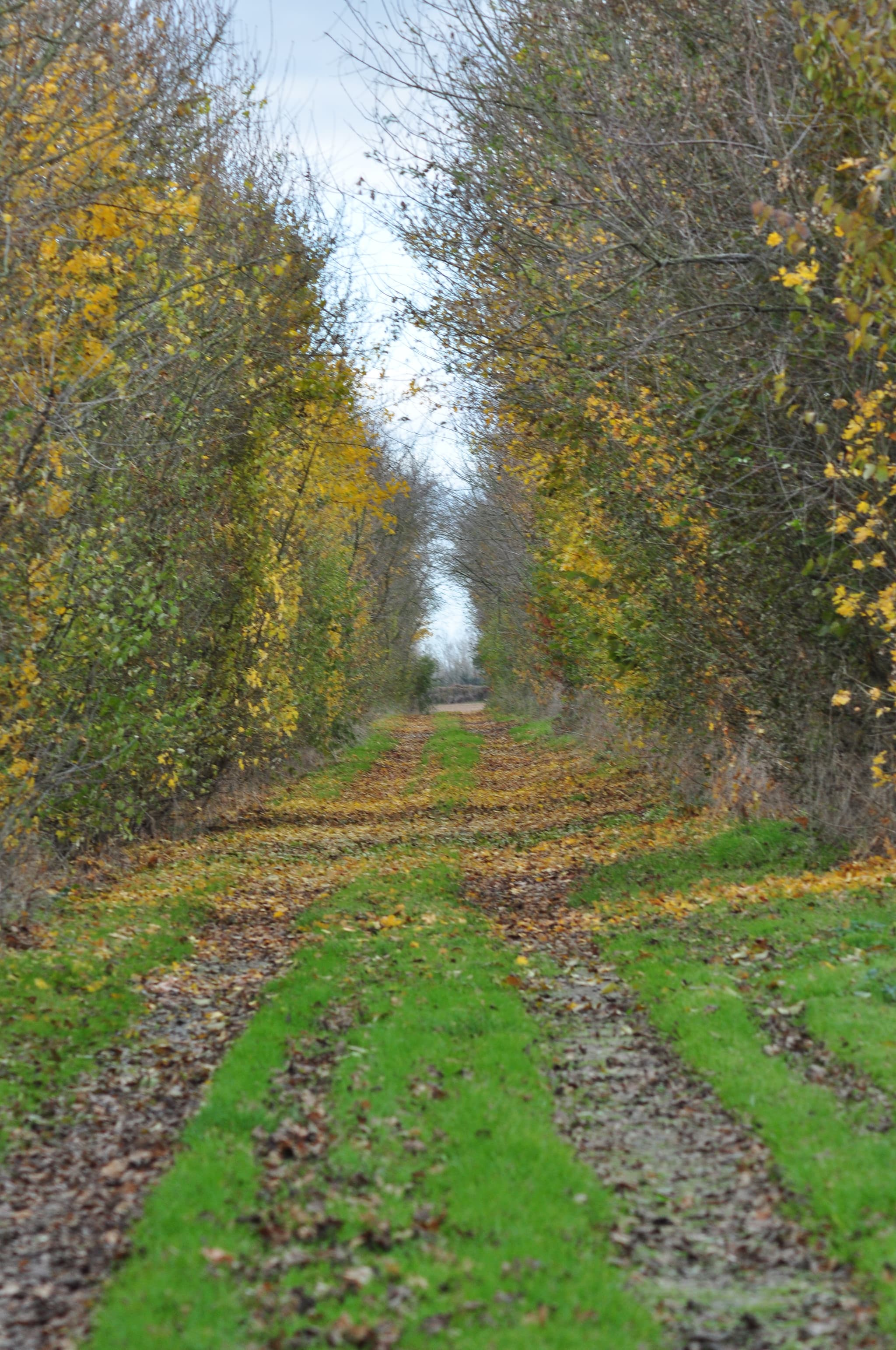 Chemin de randonnée