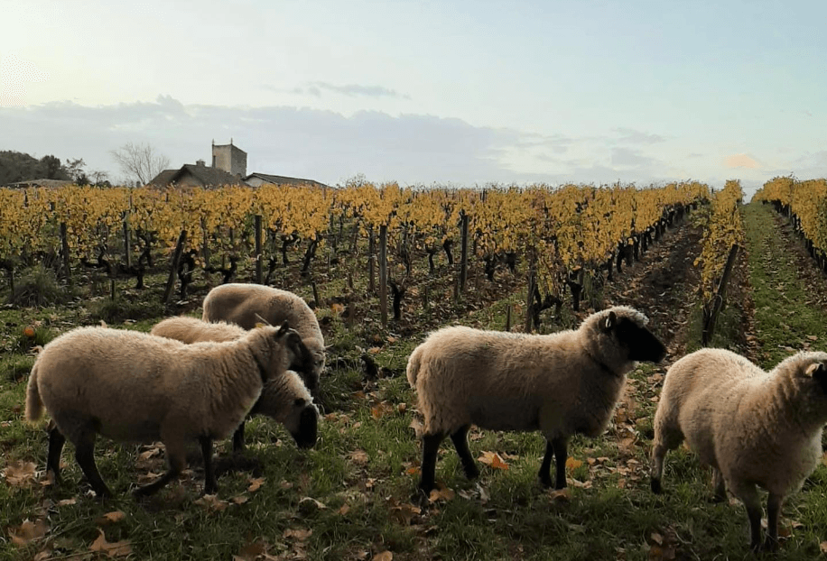 3_Bardins_Moutons_Vignes