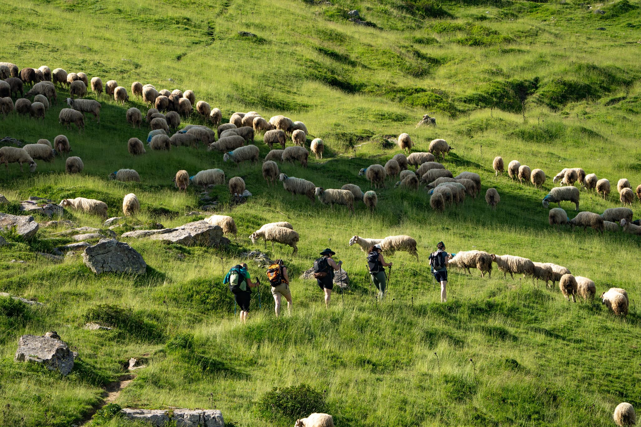 Troupeau de brebis en estive autour du refuge et lac d'Arlet