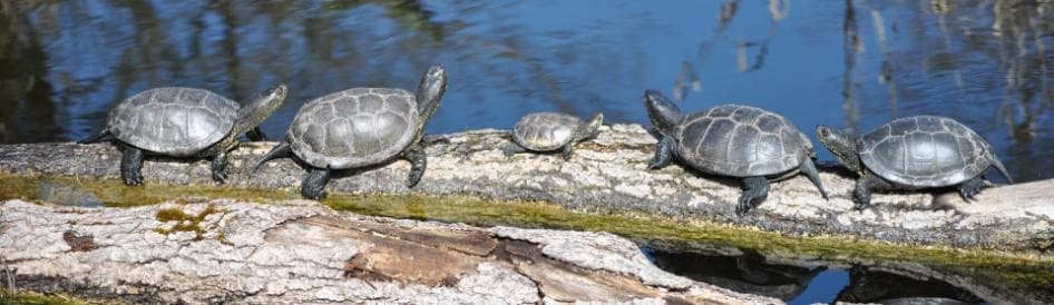 Cistudes au Zoodyssée à Villiers-en-Bois