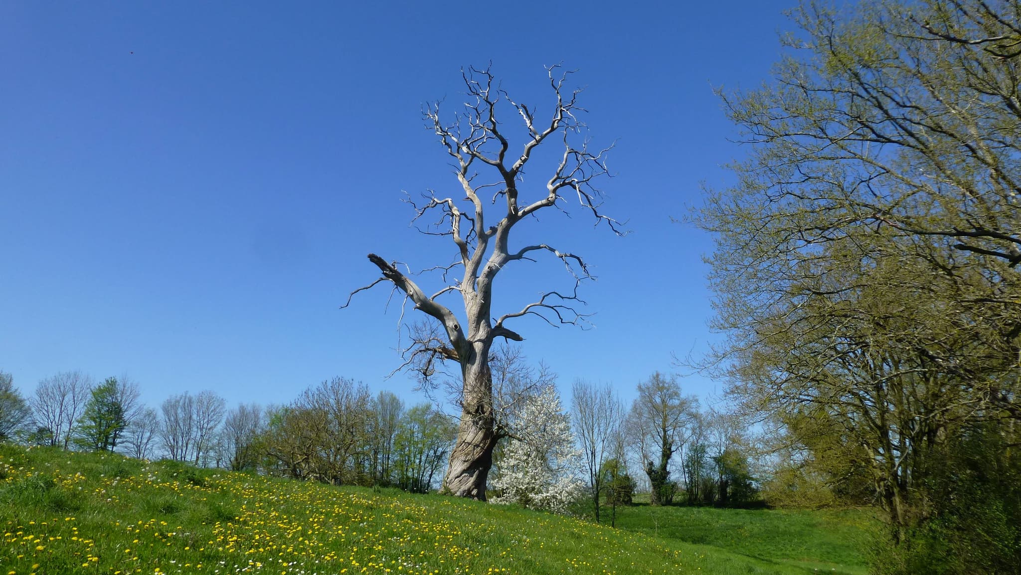 Jardin.JPG_3