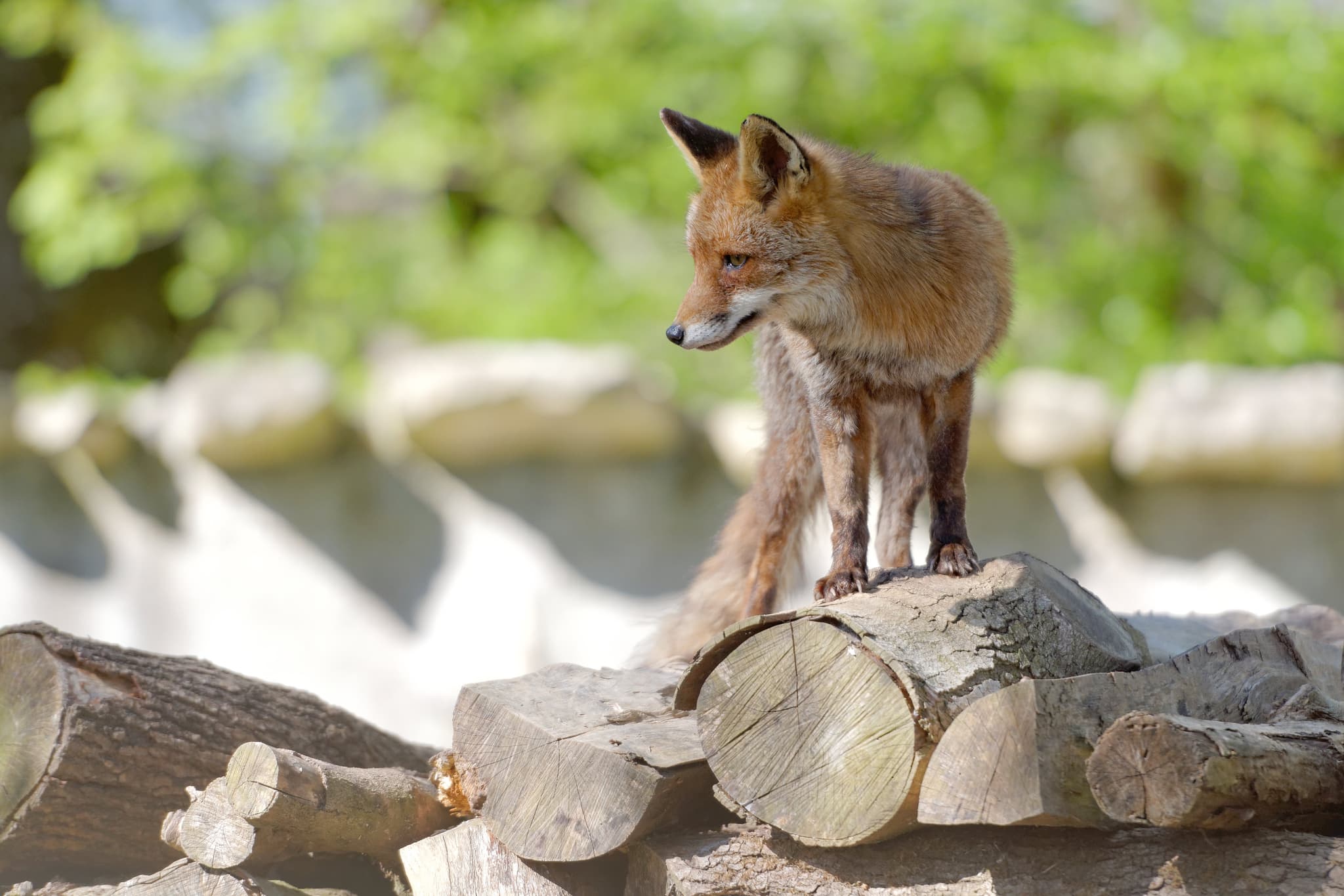 Renard, Zoodyssée, parc animalier à Villiers-en-Bois