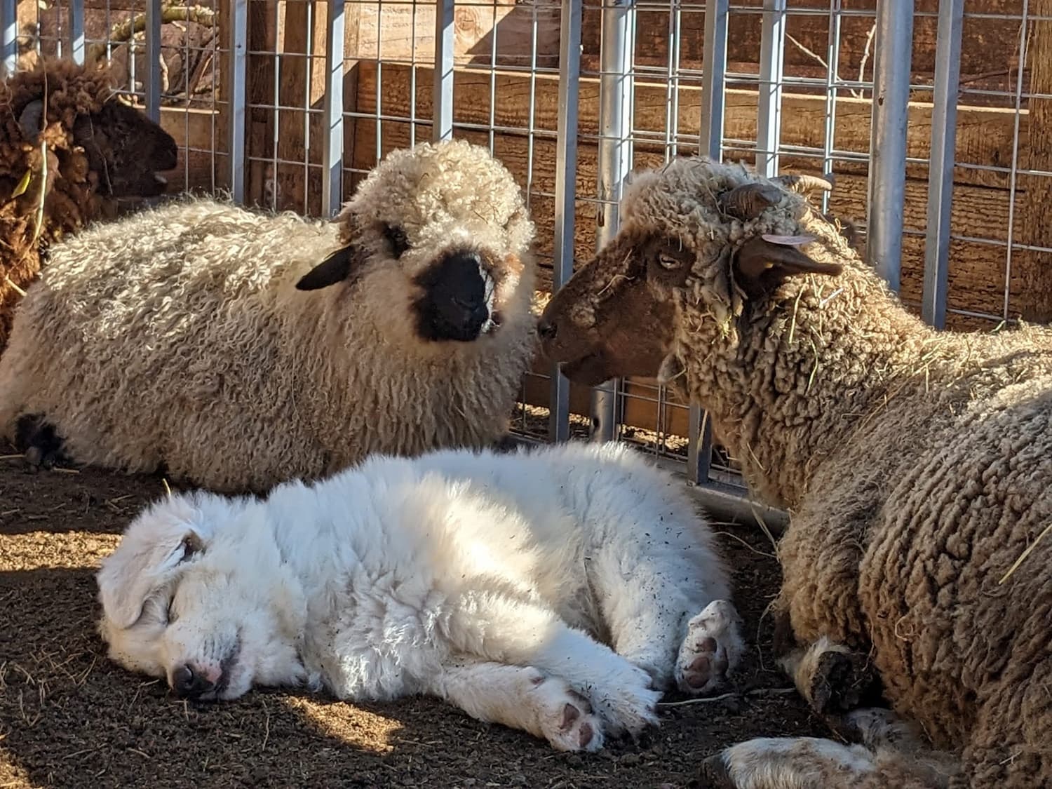 Moutons et Patou