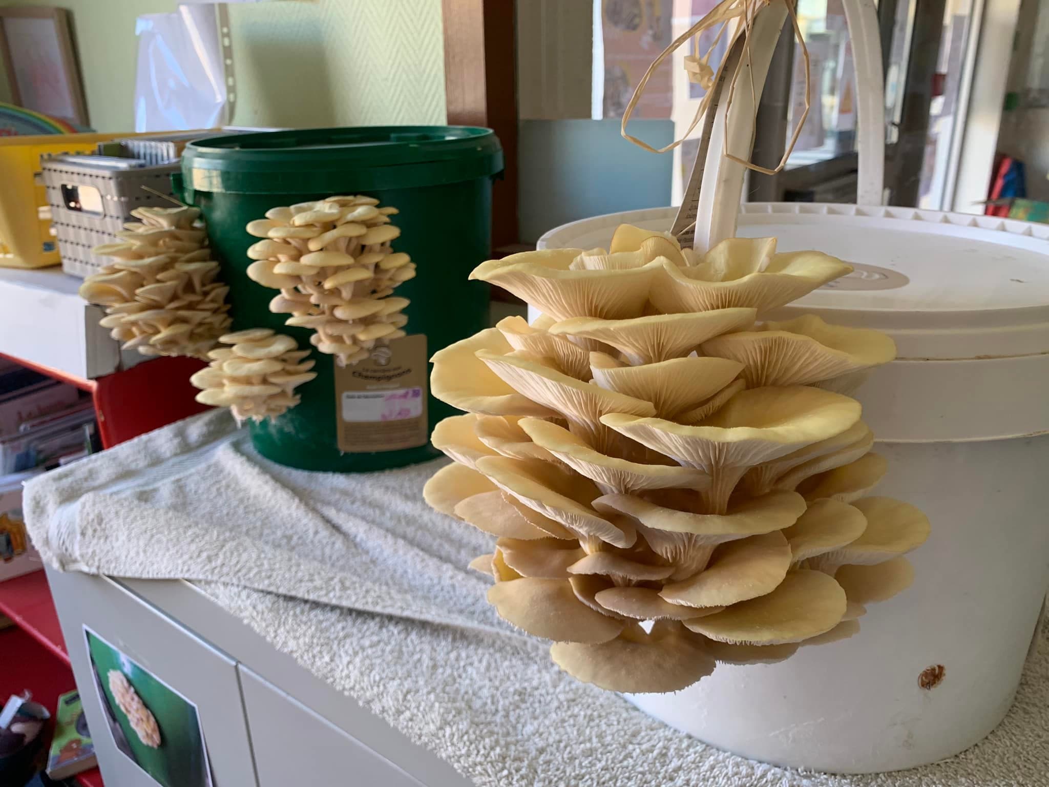 Accueil à la ferme, La Carrière aux Champignons OTPI