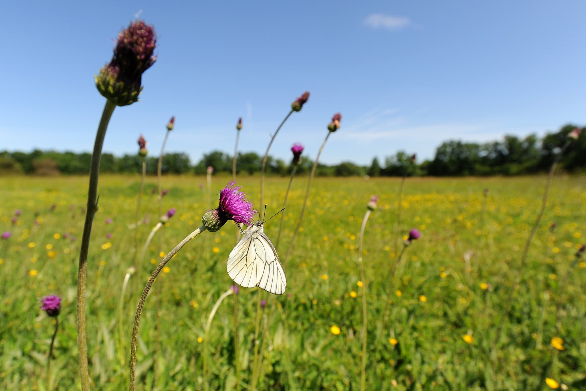 papillon 2517.JPG_1