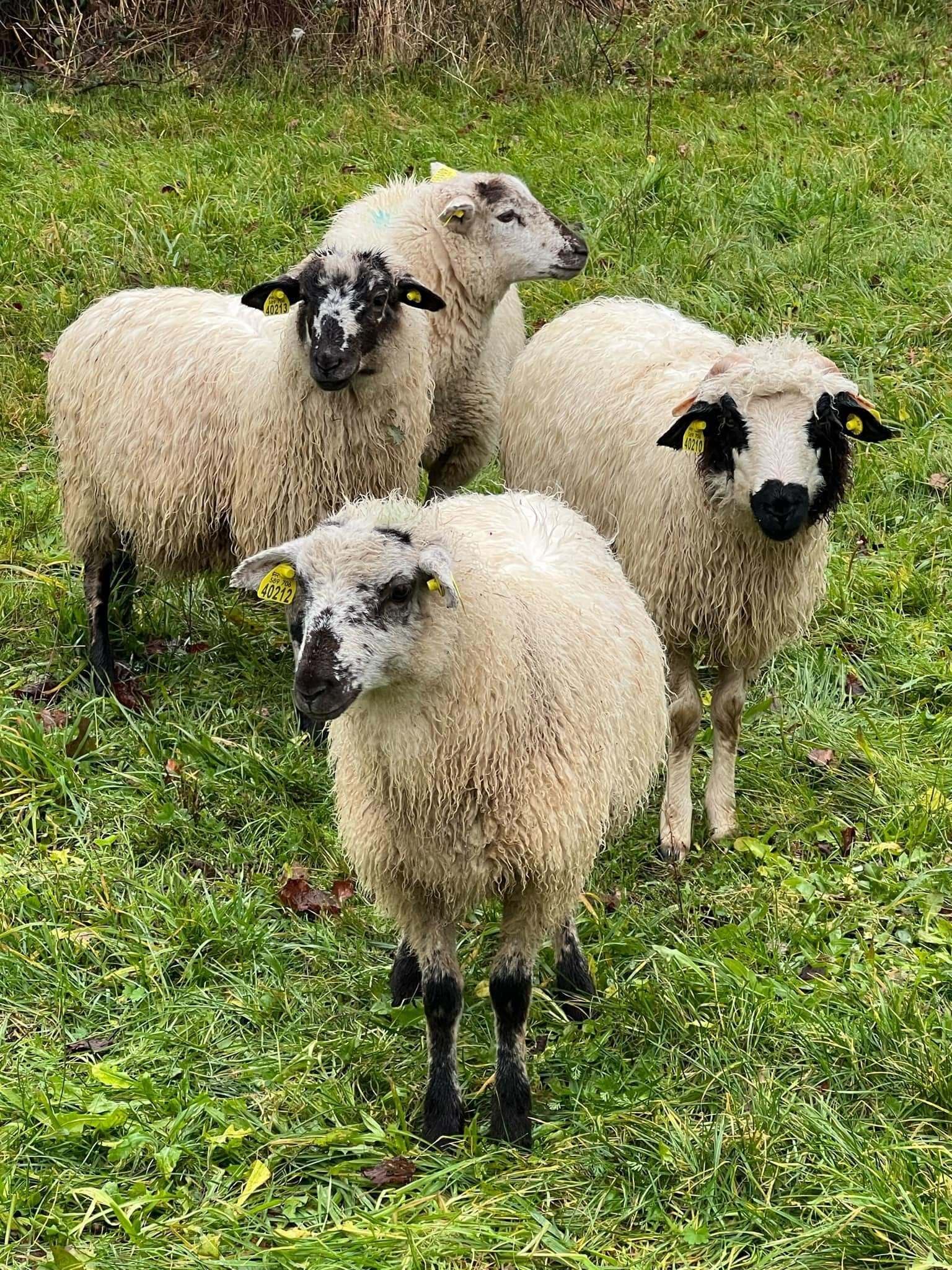 Moutons