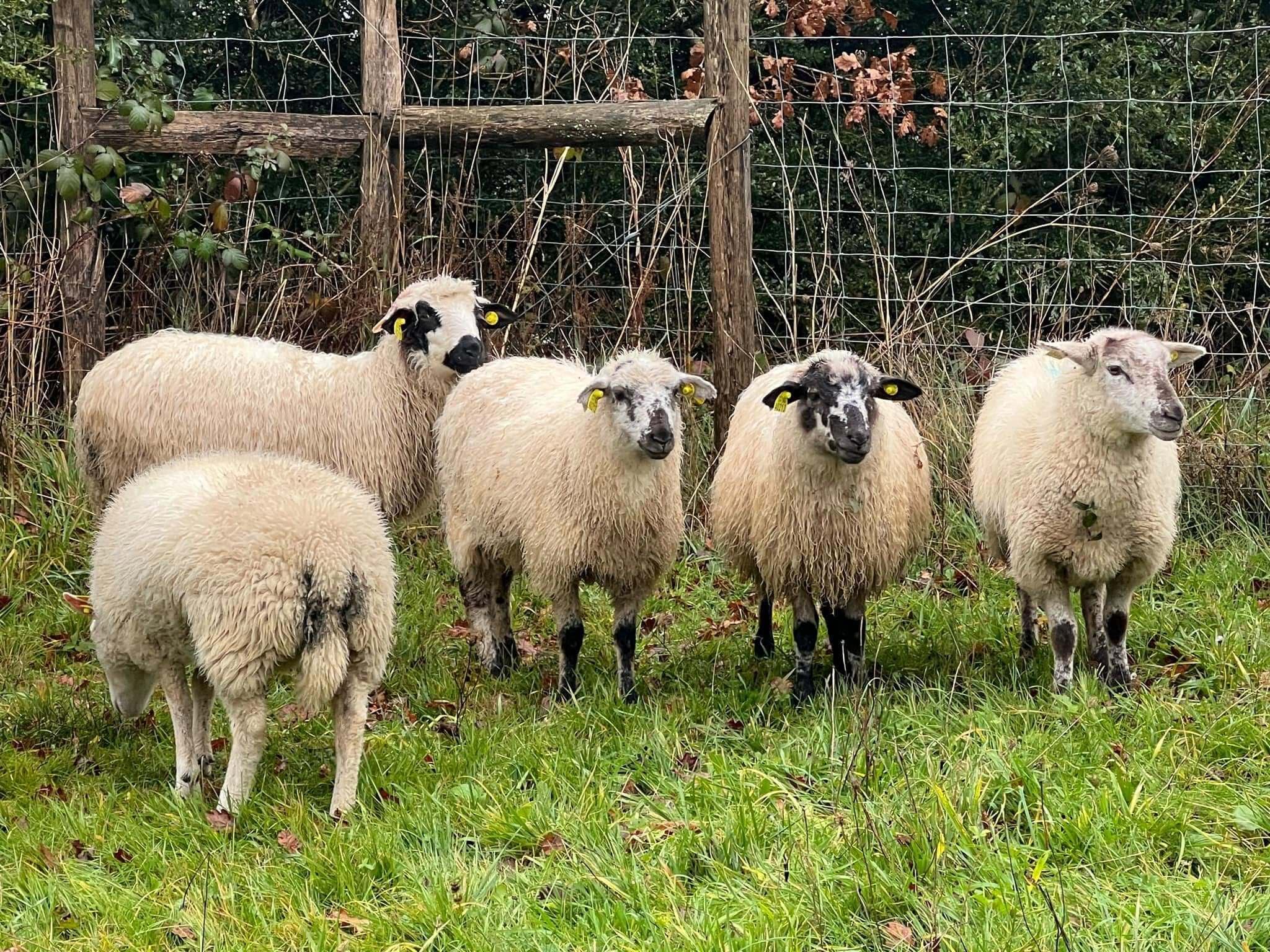 Moutons