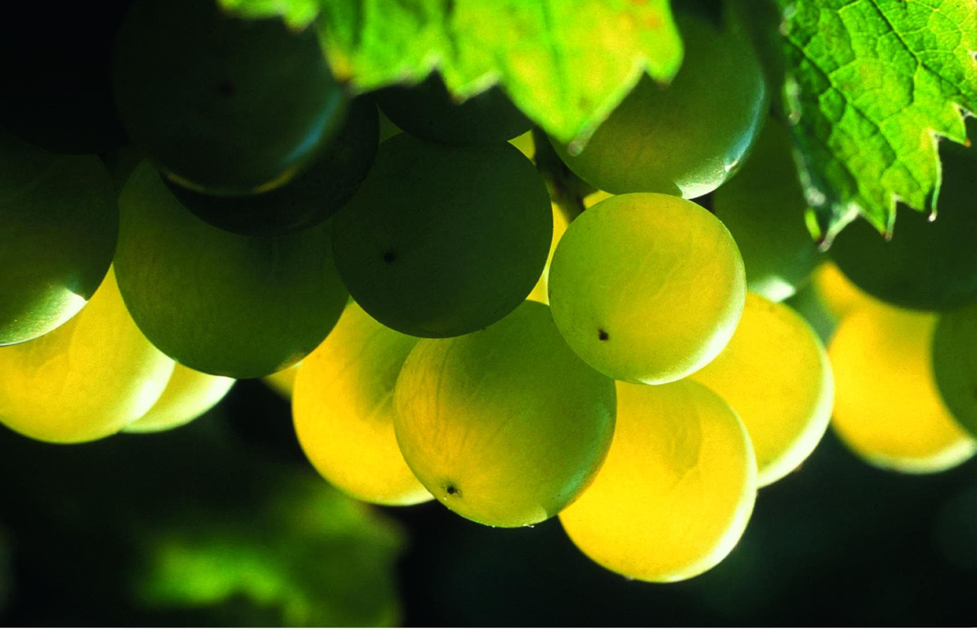 5-lesvignerons-detutiac