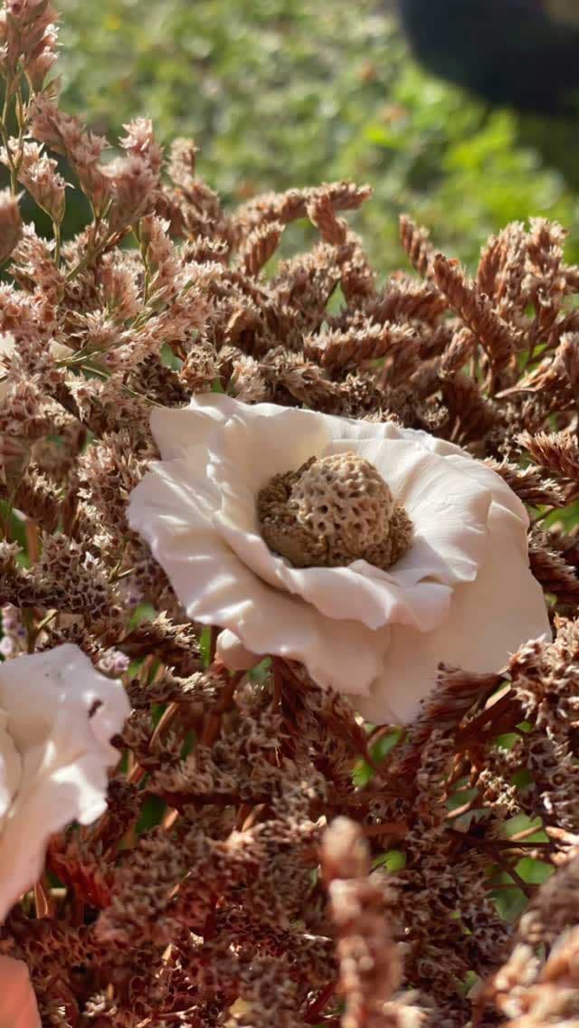 The roses of Picardie - Anne-Sophie Gorlier