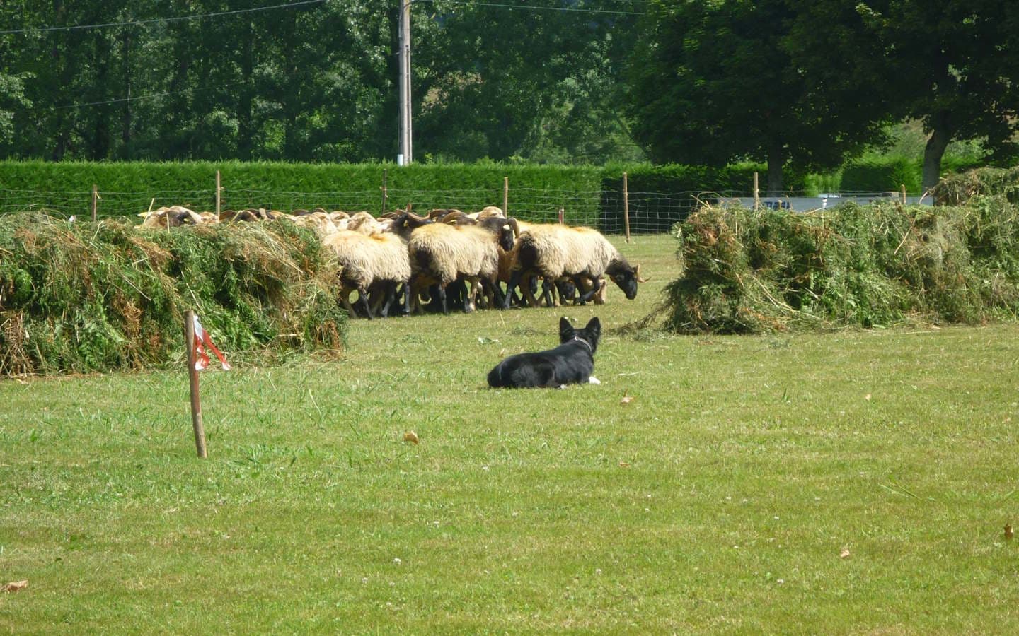 concours de chiens
