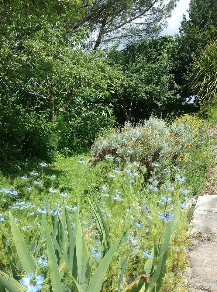 Nigelle