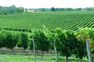 Domaine clos treilles viticulteur vins degustation Ste Verge Thouars Thouarsais