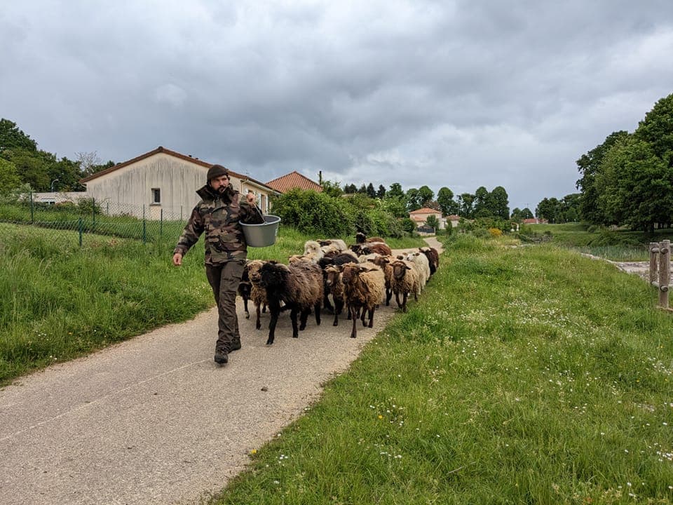 Moutons et fermier