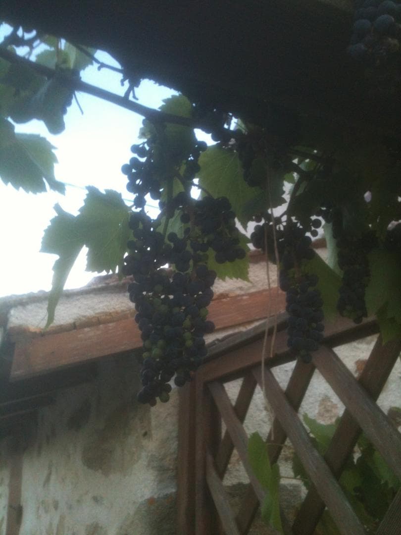 La vigne de 100 ans du grand père_13