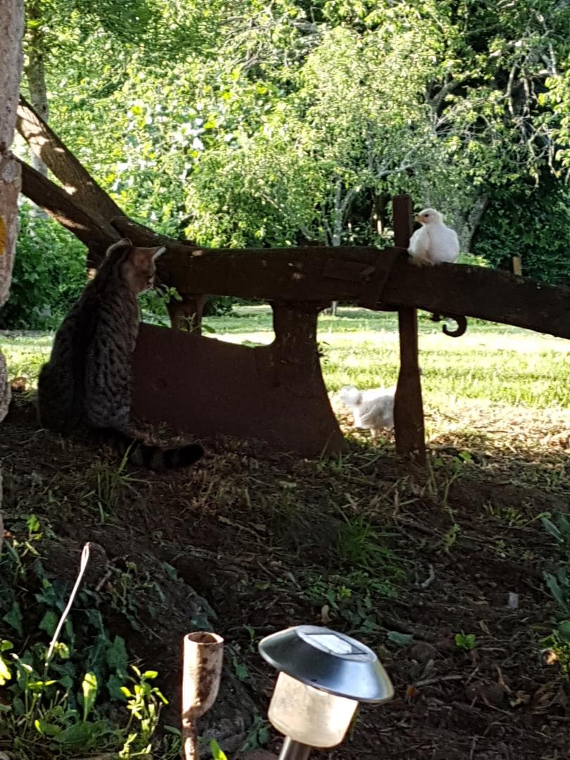 Le Chat et le Poussin se rencontrent_34