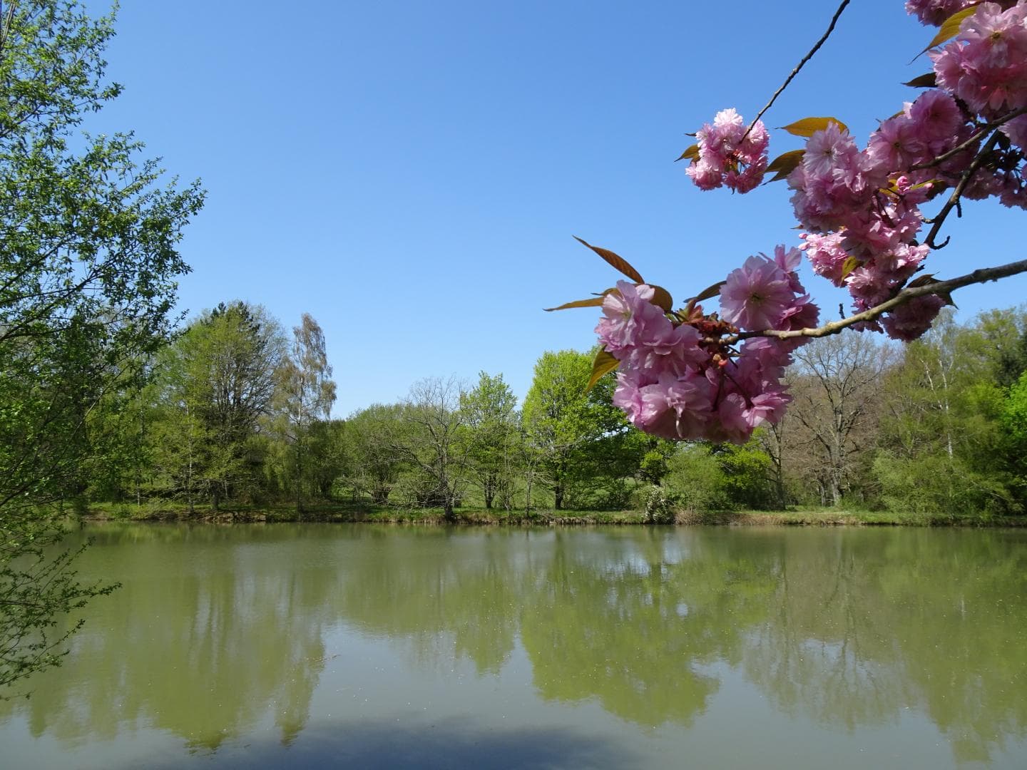 L'étang au printemps_21