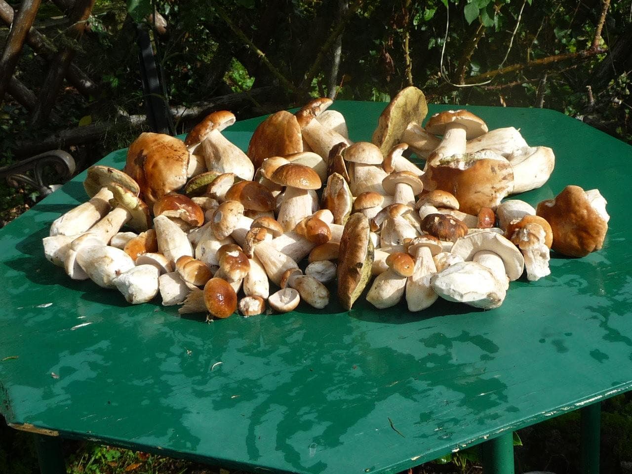Récolte de cèpes aux environs du gîte à l'automne._37