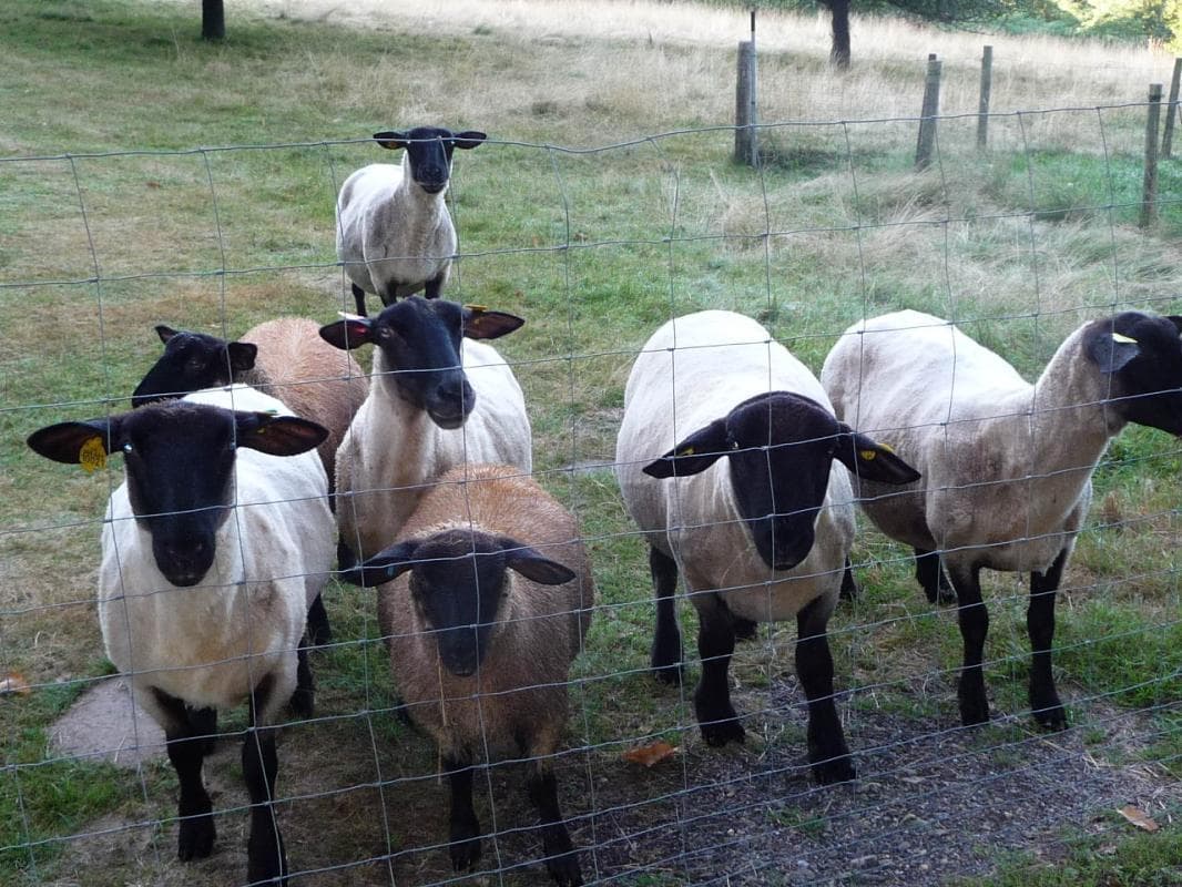 Troupeau de moutons Suffolk._34