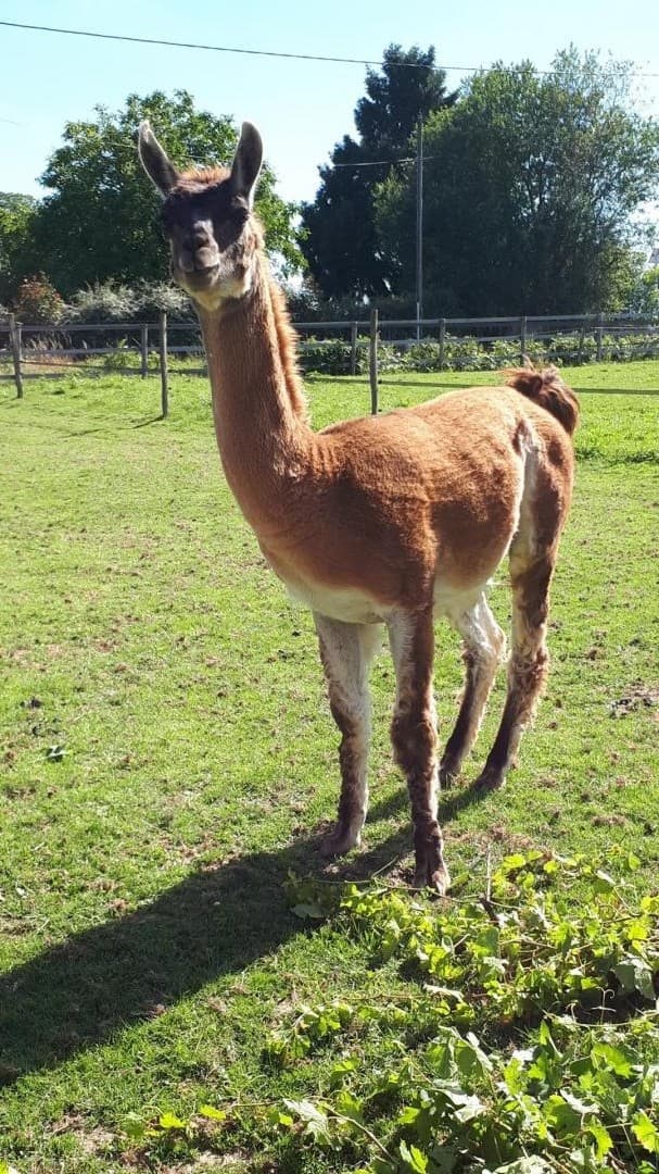 UN LAMA_46