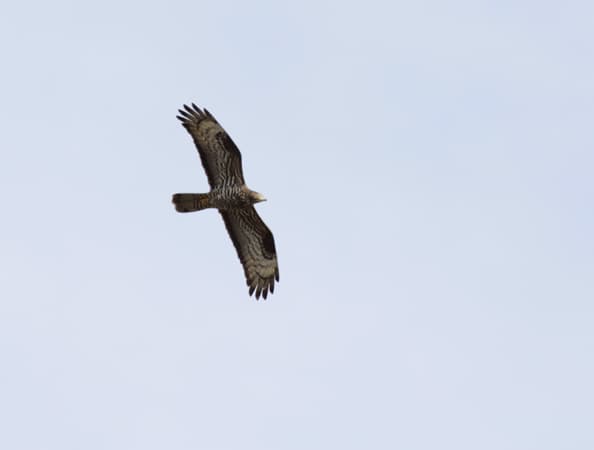A l'instar de la bondrée apivore, de nombreux rapaces passent le col d'Organbidexka