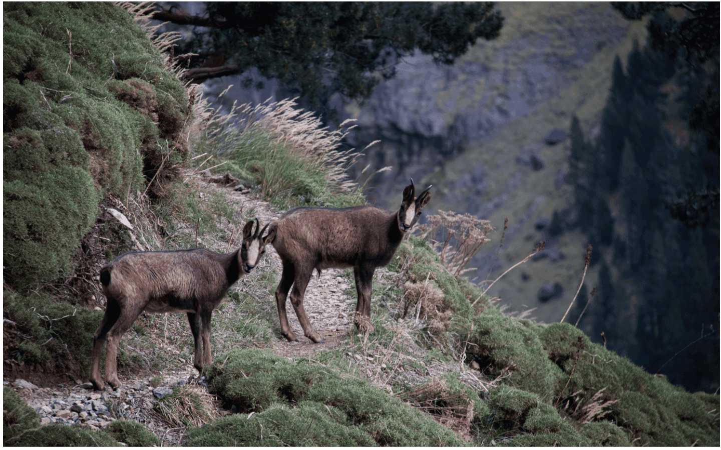 Isards des Pyrénées