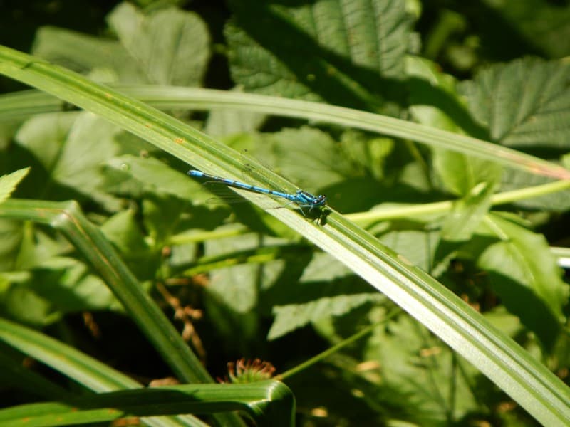 Zone humide du Roc - Agrion jouvencelle #OTPI