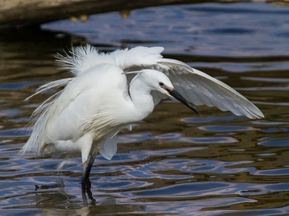 Aigrette les pattes dans l'eau