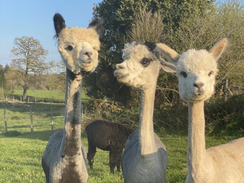 Alpaganie trio