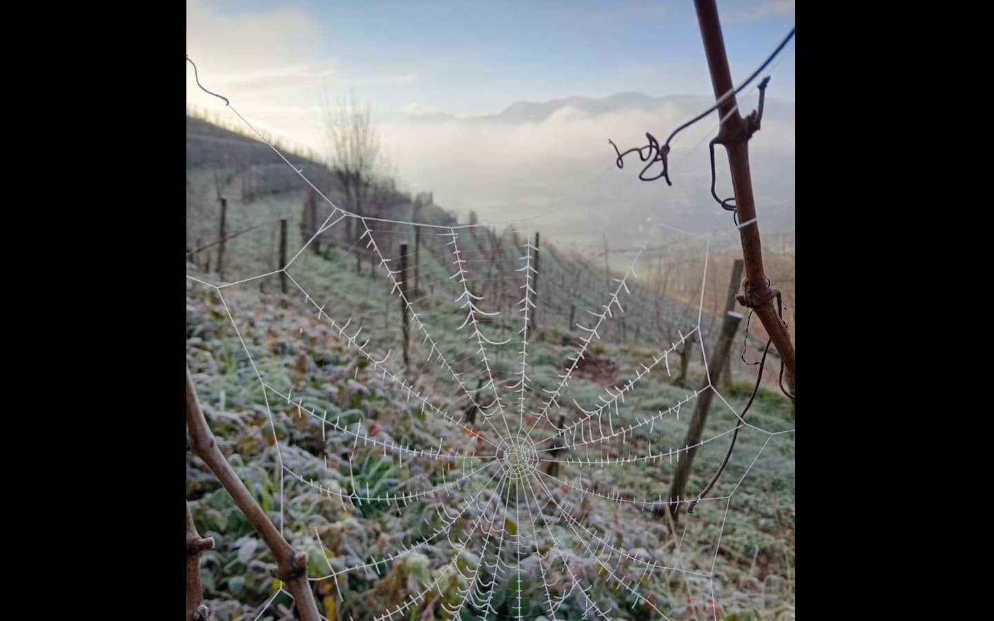 Vignes en hiver