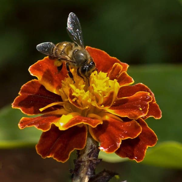Apiculture Issac