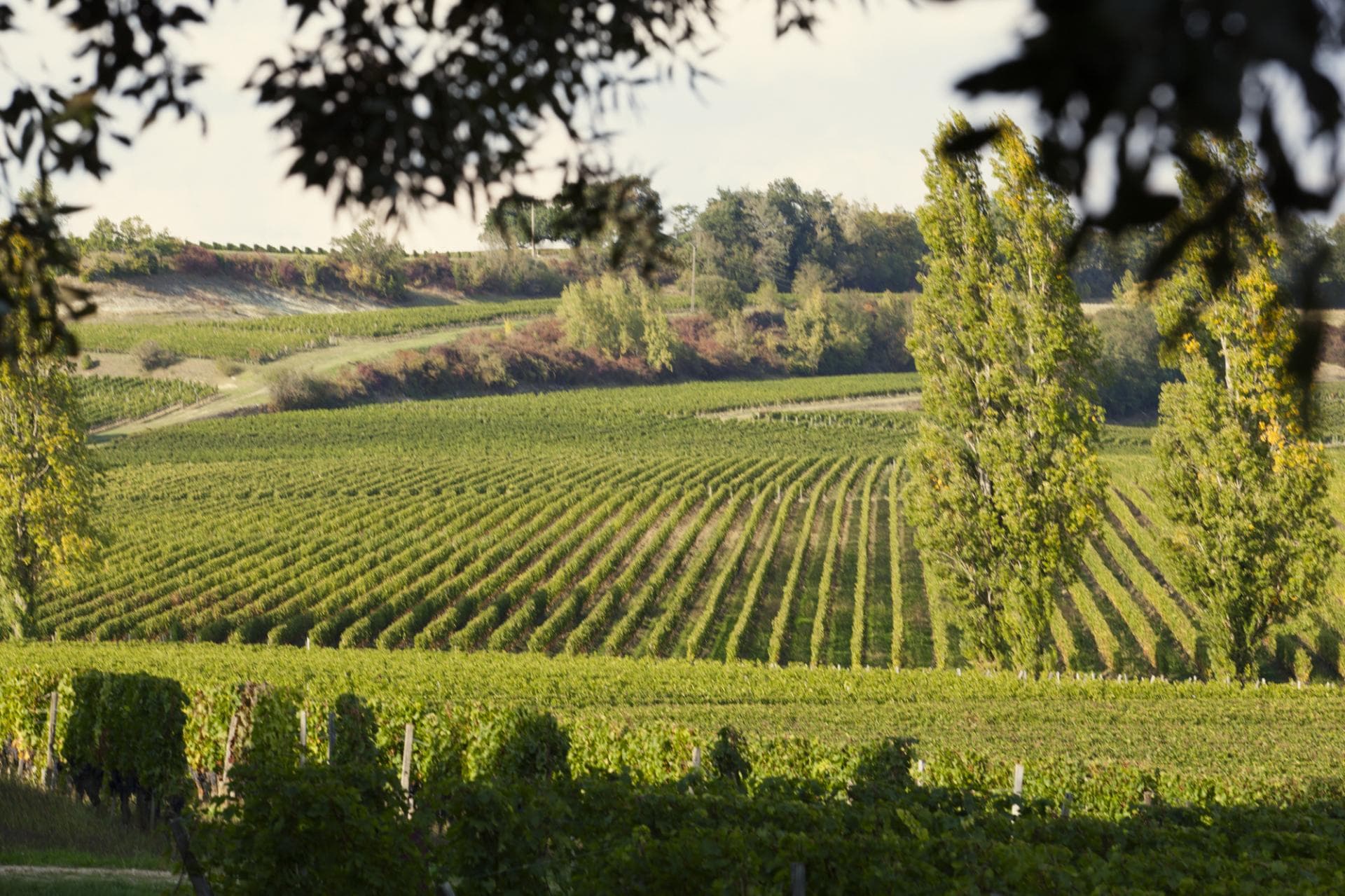 Appellation Castillon Côtes de Bordeaux 2