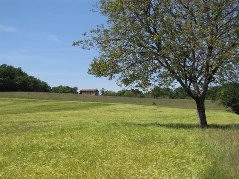 Arbres, granges, autant d'abris pour l'avifaune