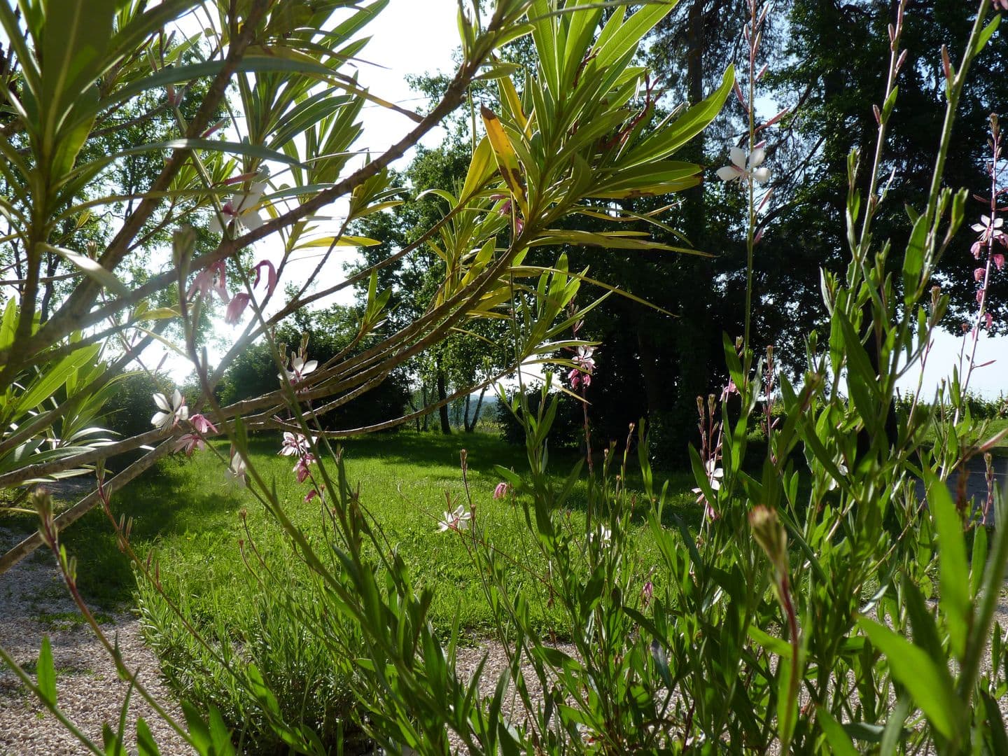 Arroès Domaine des Flandres cph SMT Coteaux Béarn Madiran 17 mai 23 (15)