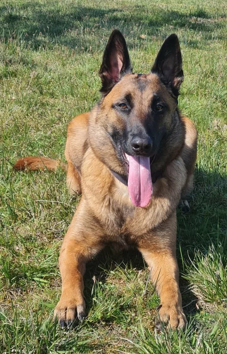 coucher Malinoise