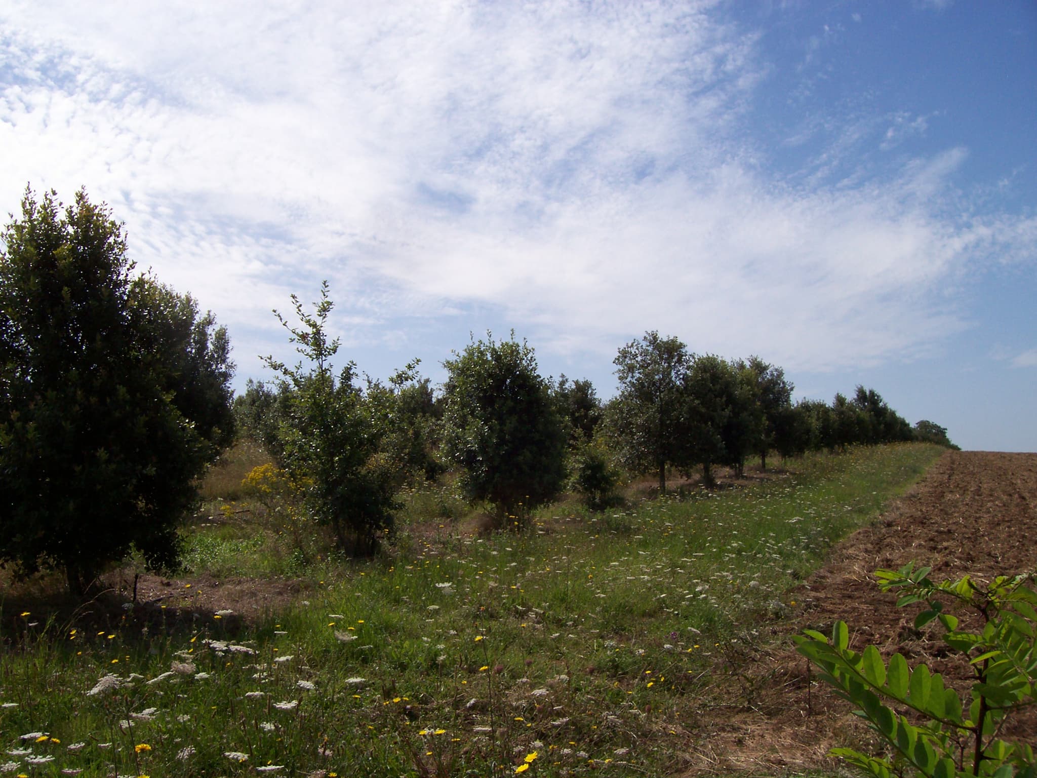 Availles