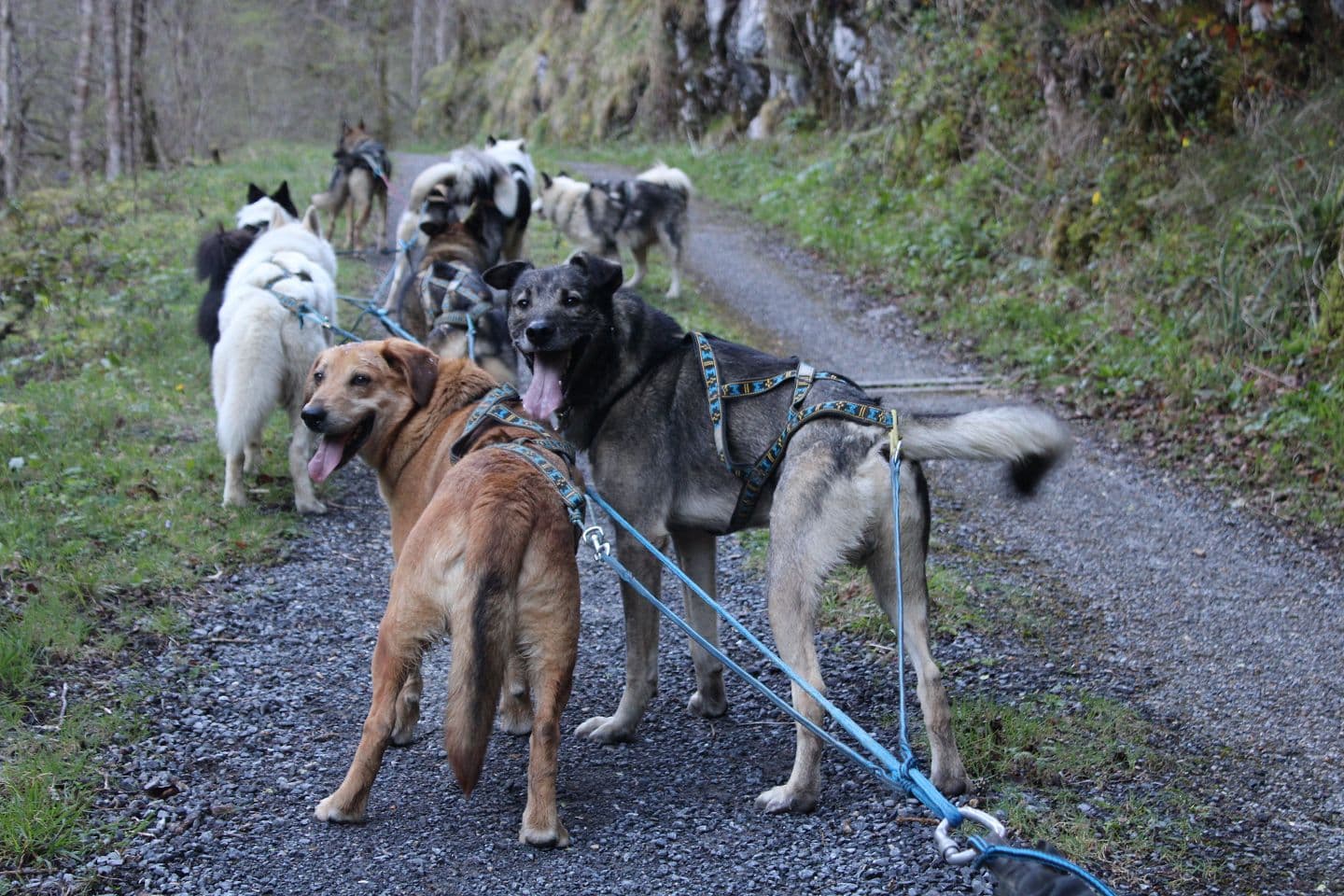 Baptême en Grand attelage (Cani-Kart)
